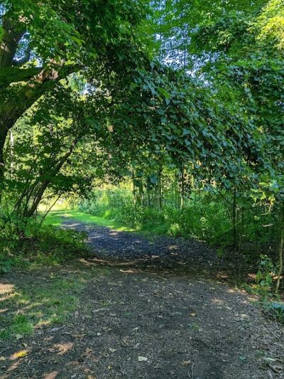 Black River Reservation Bur Oak - Elyria, OH