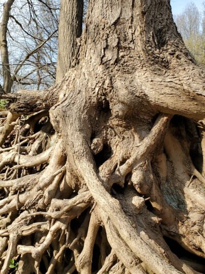 Black River Reservation Bur Oak - Elyria, OH