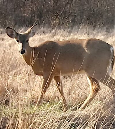 Black River Reservation High Meadows - Elyria, OH