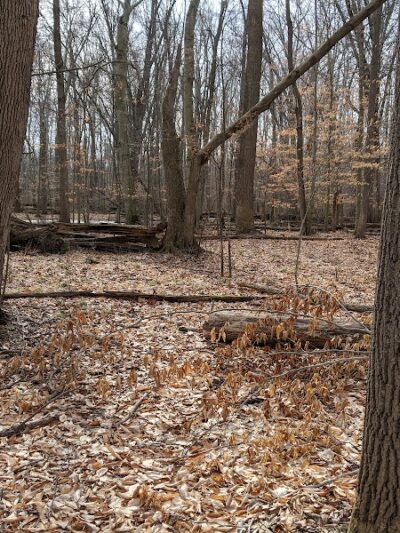 Carlisle Reservation Duck Ponds - Elyria, OH