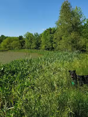 Carlisle Reservation Duck Ponds - Elyria, OH