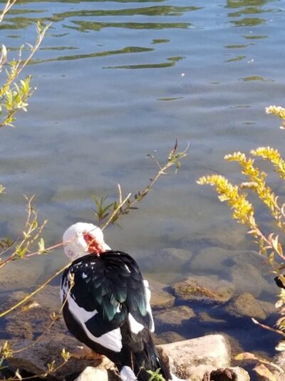 Carlisle Reservation Duck Ponds - Elyria, OH