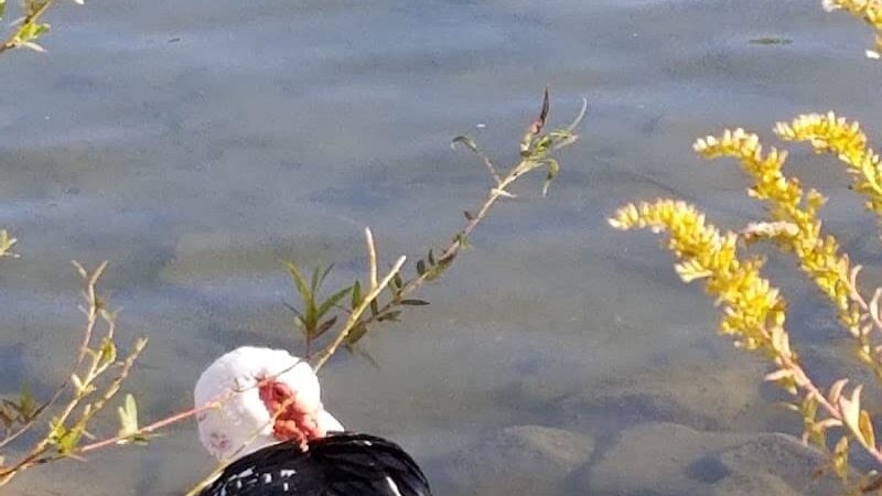Carlisle Reservation Duck Ponds - Elyria, OH