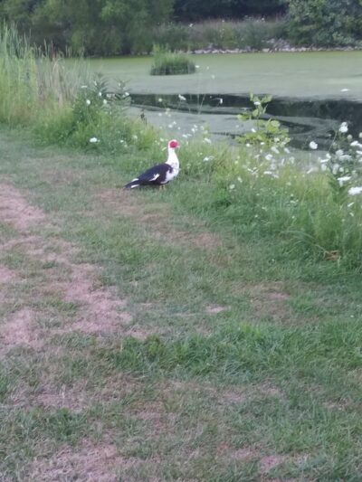 Carlisle Reservation Duck Ponds - Elyria, OH
