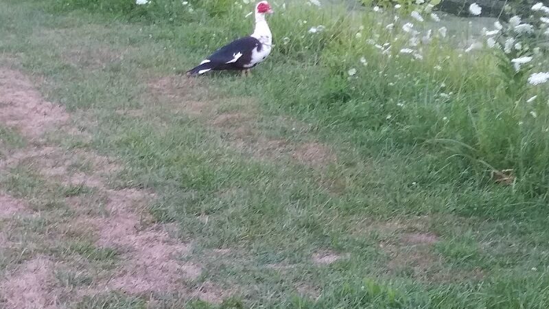Carlisle Reservation Duck Ponds - Elyria, OH