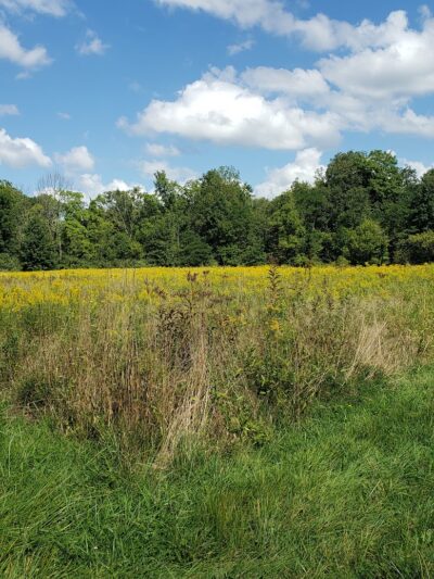 Carlisle Reservation Duck Ponds - Elyria, OH