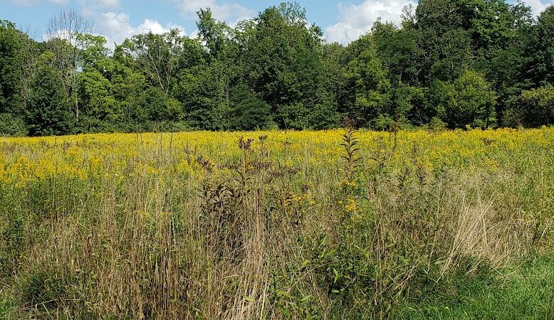 Carlisle Reservation Duck Ponds - Elyria, OH