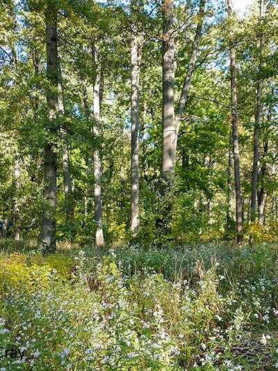 East Park - Elyria, OH