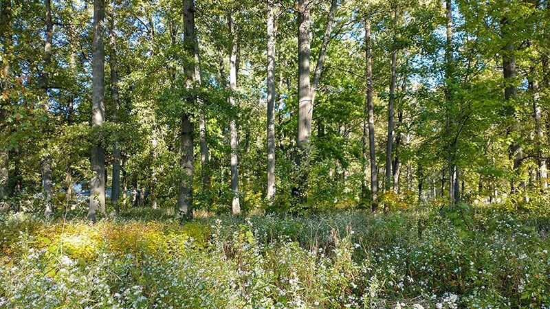 East Park - Elyria, OH