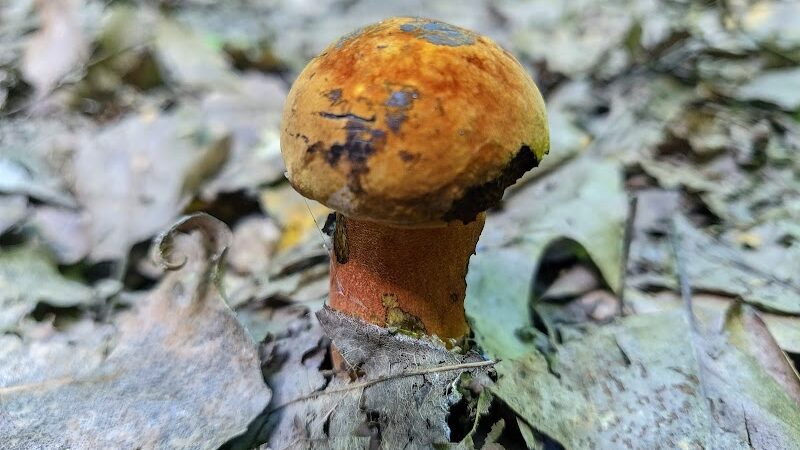 Finwood Forest Park - Elyria, OH