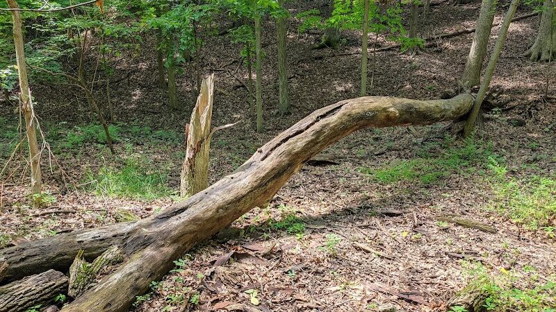 Finwood Forest Park - Elyria, OH