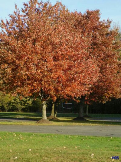 Lorain County Metro Parks High Meadows Shelter #1 - Elyria, OH