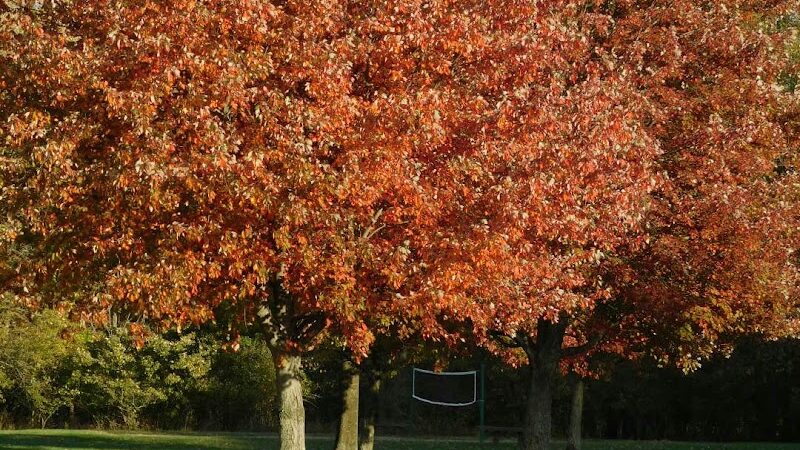 Lorain County Metro Parks High Meadows Shelter #1 - Elyria, OH