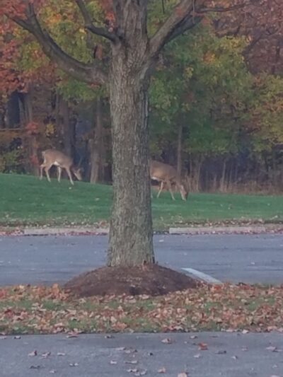 Lorain County Metro Parks High Meadows Shelter #1 - Elyria, OH