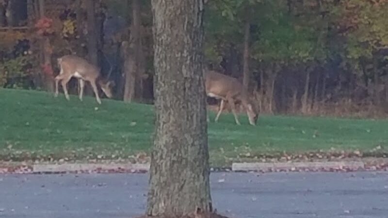 Lorain County Metro Parks High Meadows Shelter #1 - Elyria, OH