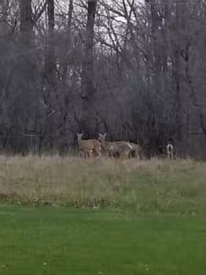 Lorain County Metro Parks High Meadows Shelter #1 - Elyria, OH
