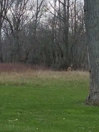 Lorain County Metro Parks High Meadows Shelter #1 - Elyria, OH