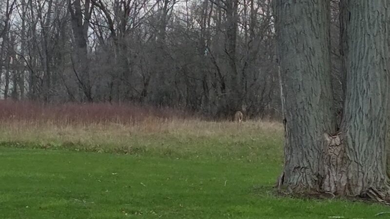Lorain County Metro Parks High Meadows Shelter #1 - Elyria, OH