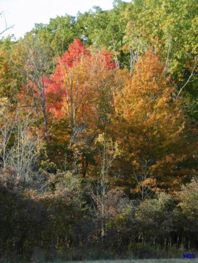 Lorain County Metro Parks High Meadows Shelter #1 - Elyria, OH