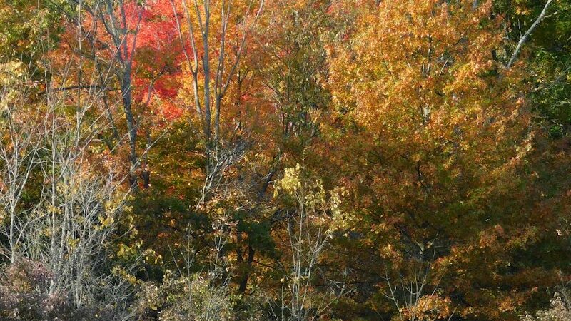 Lorain County Metro Parks High Meadows Shelter #1 - Elyria, OH
