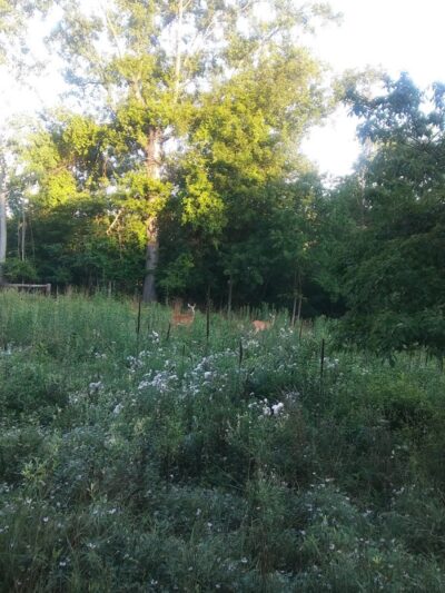 Lorain County Metro Parks High Meadows Shelter #1 - Elyria, OH