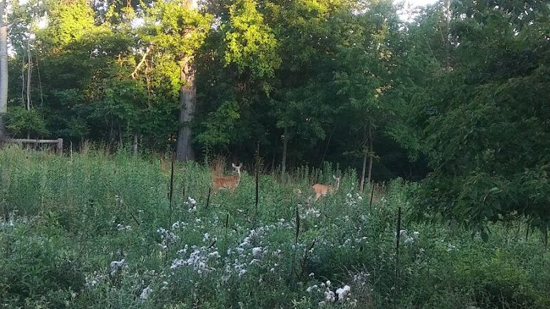 Lorain County Metro Parks High Meadows Shelter #1 - Elyria, OH