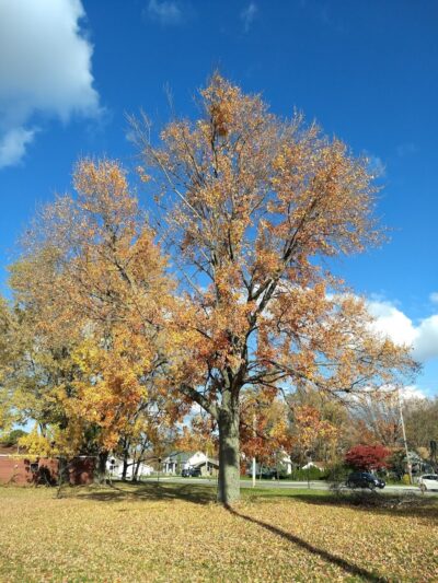 Park Maintenance Garage - Elyria, OH