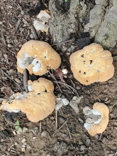 Park Maintenance Garage - Elyria, OH