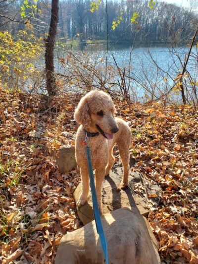 Rowland Nature Preserve - Elyria, OH