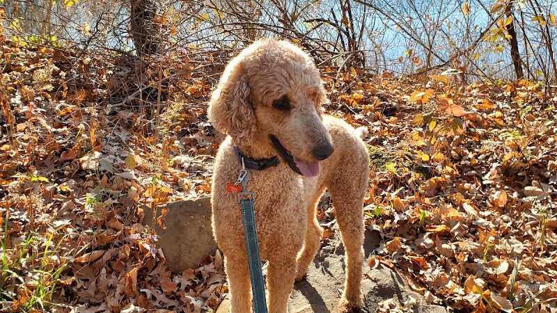 Rowland Nature Preserve - Elyria, OH