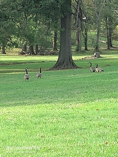 South Park - Elyria, OH in - Elyria, OH