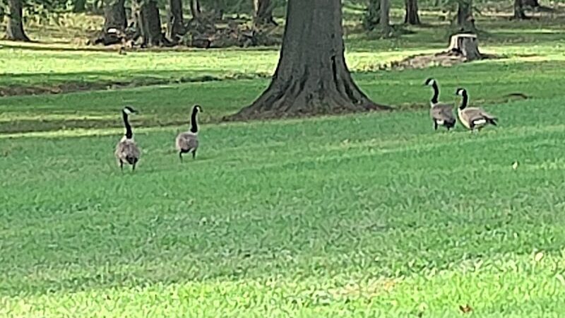 South Park - Elyria, OH in - Elyria, OH