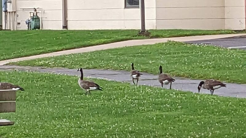West Recreation Field - Elyria, OH