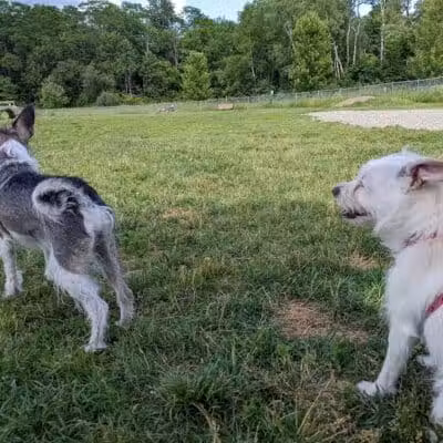 Shaker Field Dog Park - Enfield, NH