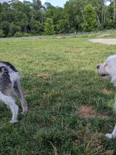 Shaker Field Dog Park - Enfield, NH