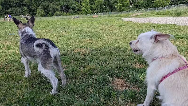 Shaker Field Dog Park - Enfield, NH