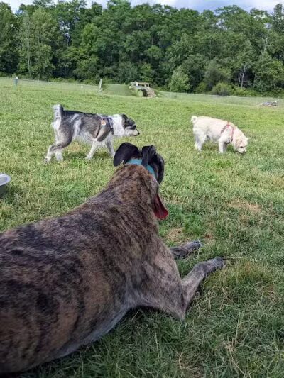 Shaker Field Dog Park - Enfield, NH