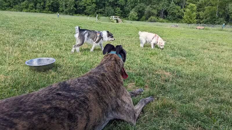 Shaker Field Dog Park - Enfield, NH