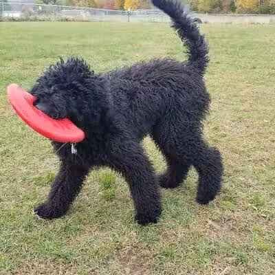 Shaker Field Dog Park - Enfield, NH