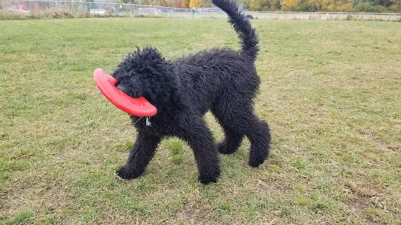 Shaker Field Dog Park - Enfield, NH