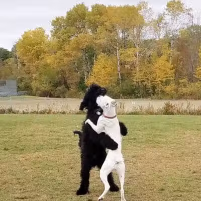 Shaker Field Dog Park - Enfield, NH