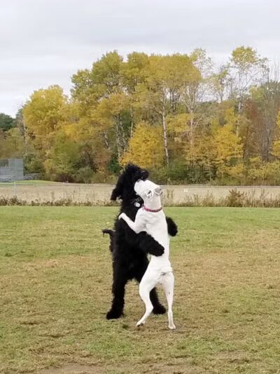 Shaker Field Dog Park - Enfield, NH