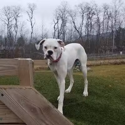 Shaker Field Dog Park - Enfield, NH