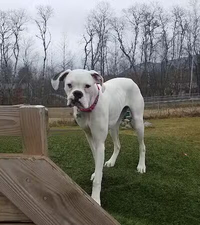 Shaker Field Dog Park - Enfield, NH