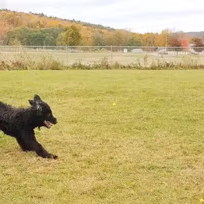 Shaker Field Dog Park - Enfield, NH