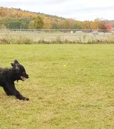 Shaker Field Dog Park - Enfield, NH