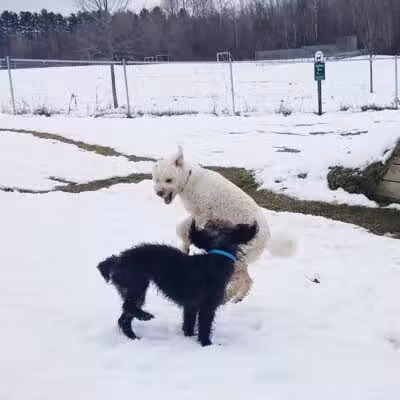 Shaker Field Dog Park - Enfield, NH