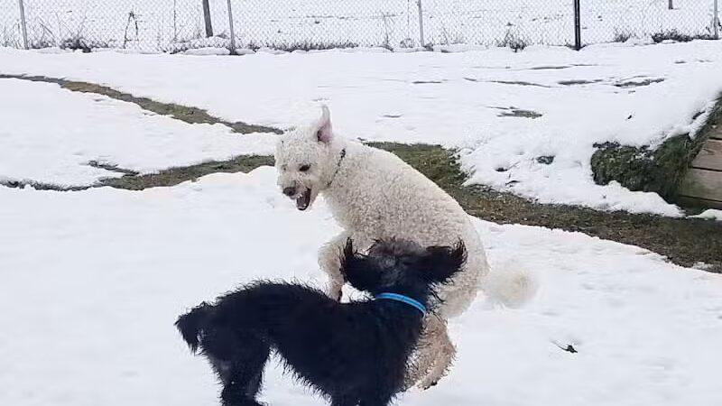 Shaker Field Dog Park - Enfield, NH