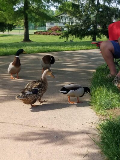 Centennial Park - Englewood, OH