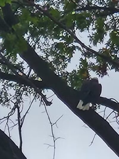 Euclid Memorial Park - Euclid, OH